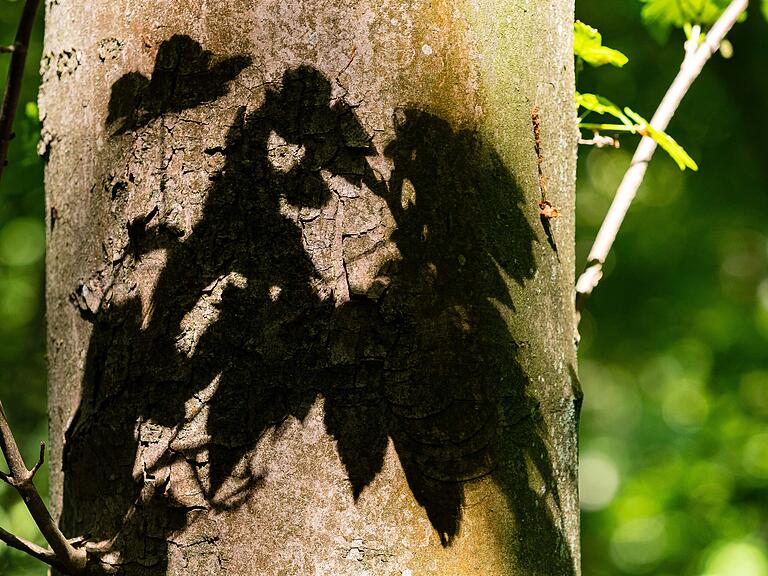 Beim Waldbaden schaut man schaut man genau hin–und entdeckt in Schatten Figuren Beim Waldbaden schaut man schaut man genau hin–und entdeckt in Schatten Figuren