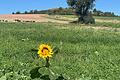 Bei der '5-Sterne-Wanderung' wird auch der Spitzberg gestreift, ein Naturschutzgebiet mit einer besonderen Artenvielfalt; hier auch mit einer Bienenweide.