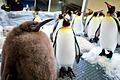 Pinguin Pesto       -  Mehr als 22 Kilo bringt Pesto bereits auf die Waage.