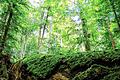 Das &bdquo;kassierte&ldquo; Waldschutzgebiet &bdquo;Der Hohe Buchene Wald im Ebracher Forst&ldquo; (Foto) im Steigerwald beschäftigte erwartungsgemäß die Gerichte. Jetzt hat der Verein Nationalpark Nordsteigerwald zusammen mit drei Bürgern aus der Steigerwaldregion eine Popularklage beim bayerischen Verfassungsgericht gegen Aufhebung eingereicht. Weiter anhängig ist desweiteren eine Normenkontrollklage des Bundes Naturschutz (BN) und des Landesbundes für Vogelschutz (LBV) vor dem bayerischen Verwaltungsgerichtshof in selbiger Angelegenheit.