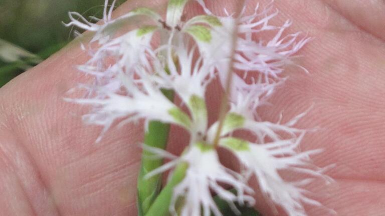 Filigran: die Blüte der Prachtnelke.