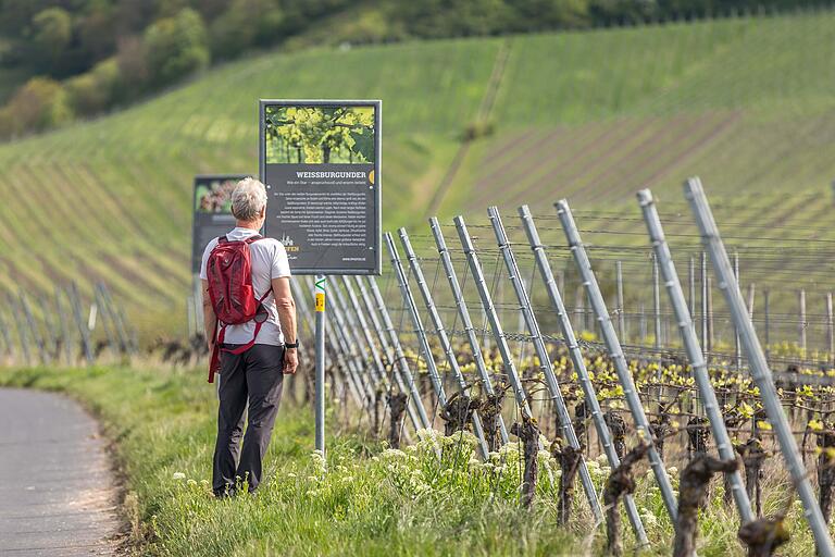 Über einen Rebsorten-Lehrpfad führt der Weg der Entdeckerrunde bergauf Richtung Geschichtsweinberg. Über einen Rebsorten-Lehrpfad führt der Weg der Entdeckerrunde bergauf Richtung Geschichtsweinberg.
