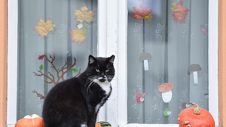 Katze sitzt auf einer herbstlich geschmückten Fensterbank       -  Bei der Halloween-Deko sind Haustierbesitzer lieber zurückhaltend - sonst droht echte Gefahr für ihre Vierbeiner.