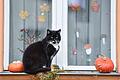 Katze sitzt auf einer herbstlich geschmückten Fensterbank       -  Bei der Halloween-Deko sind Haustierbesitzer lieber zurückhaltend - sonst droht echte Gefahr für ihre Vierbeiner.