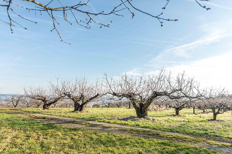 Kirschbäume soweit das Auge reicht. Für eine bequeme Ernte im Sommer werden die Bäume niedrig gehalten. In wenigen Wochen werden die Bäume in voller Blüte stehen.