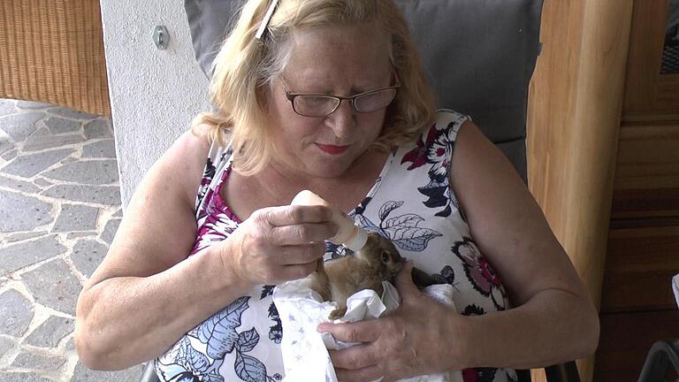 Mehrmals täglich wird der kleine Hase von Ilse Mahr gefüttert. In rund zwei Wochen hat das Tier sein Gewicht von 150 auf 300 Gramm verdoppelt.