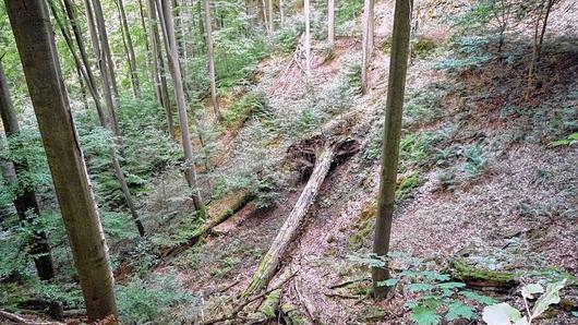 Wo ein Wald aus der Bewirtschaftung genommen wird, bleiben umgestürzte Bäume liegen &ndash; als Biotop für viele Tiere und Pflanzen.