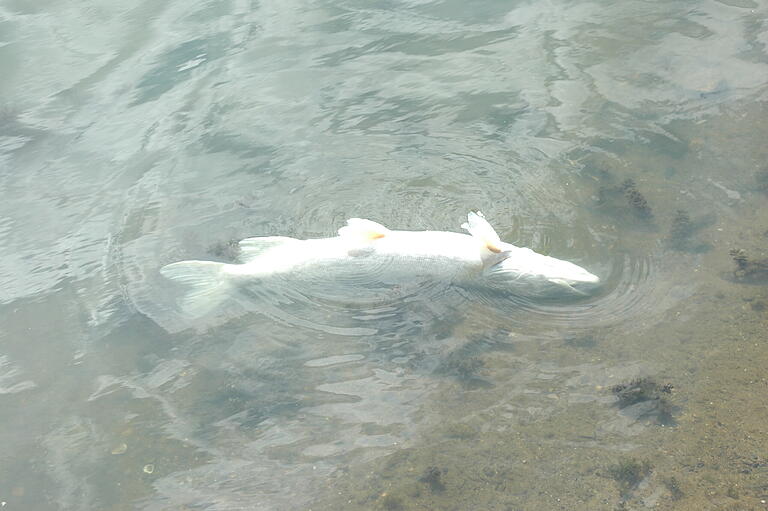 Fischsterben am Kleidersee bei Augsfeld: Tote Fische liegen am Ufer, einige treiben auch auf dem Wasser.