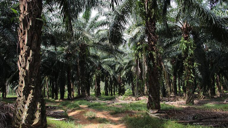 Ölpalmenplantage: Millionen von Stämmen wachsen weltweit rund um den Äquator. Aus den Früchten der Palmen entsteht billiges Pflanzenöl. Die Stämme gelten bisher als wertlos.