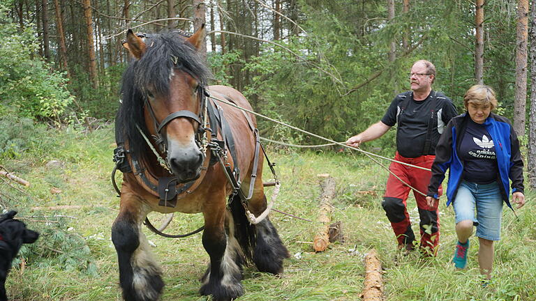 In Hohenroth trauert man um den belgischen Kaltblüter Igor. Noch in der vergangenen Woche arbeitete eine Gruppe der SOS-Dorfgemeinschaft mit dem Hengst und Besitzer Wolfgang Küber in der Rhön für ein ehrenamtliches Naturschutzprojekt. In Hohenroth trauert man um den belgischen Kaltblüter Igor. Noch in der vergangenen Woche arbeitete eine Gruppe der SOS-Dorfgemeinschaft mit dem Hengst und Besitzer Wolfgang Küber in der Rhön für ein ehrenamtliches Naturschutzprojekt.
