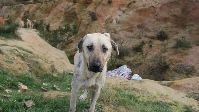 Straßenhund in der Türkei       -  Das türkische Parlament hat ein umstrittenes Gesetz zum Umgang mit Straßenhunden verabschiedet. (Foto Archiv)