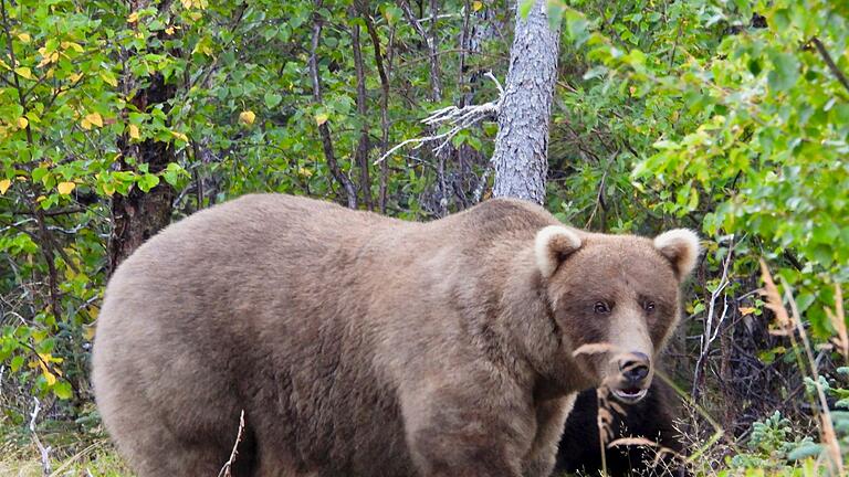 Fat Bear-Wahl - Über die Sommermonate konnte die Bärin Grazer viele Lachse fangen. Fat Bear-Wahl - Über die Sommermonate konnte die Bärin Grazer viele Lachse fangen.