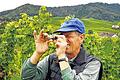 Diese Ernte lässt hoffen: Josef Basler misst in einem Weinberg des Offenburger Stadtteils Zell-Weierbach mit einem Refraktometer den Zuckergehalt der geernteten Trauben der Sorte &bdquo;Findling&ldquo;. Als erste Winzergenossenschaft in Baden startete die WG Zeller Abtsberg in Zell-Weierbach die diesjährige Weinlese.