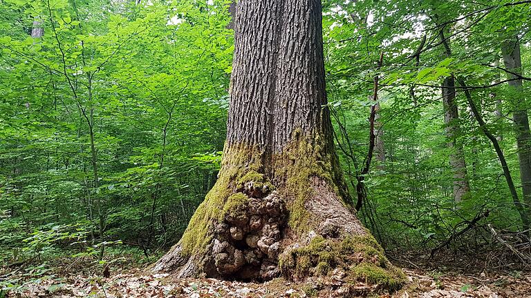 Bäume mit Spechtlöchern, Mulmhöhlen und Wassertöpfen können durch das VNP-Wald gefördert werden, wenn sie mindestens 20 Zentimeter dick sind.