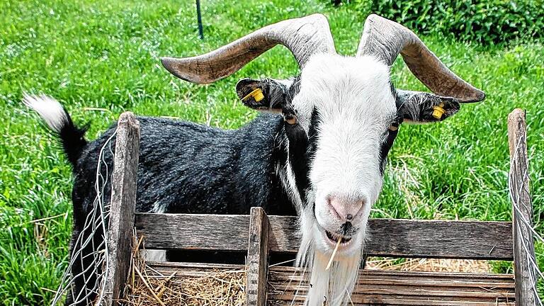 Lebt auf dem Kleinen Gnadenhof: ein Ziegenbock Lebt auf dem Kleinen Gnadenhof: ein Ziegenbock