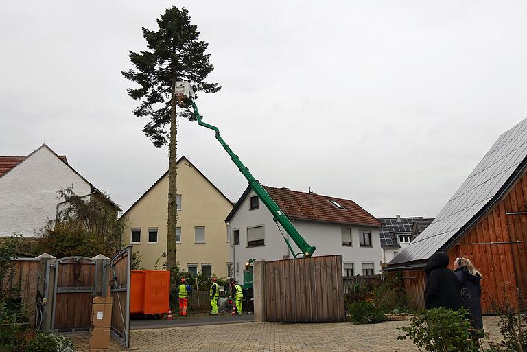 Die Zweige der Douglasie wurden von unten nach oben abgesägt. Sie werden von der Stadt Würzburg für Weihnachtsdekorationen verwendet.