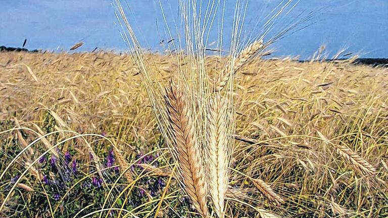 Schnapsidee: Aus Einkorn brennt Köhler Hochprozentigen.