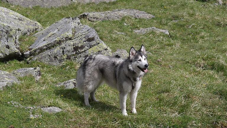 Mara, die Alaskan Malamute eines Ehepaars aus Österreich, wurde vor genau einem Jahr bei Knetzgau von einem Jäger erschossen.