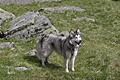 Mara, die Alaskan Malamute eines Ehepaars aus Österreich, wurde vor genau einem Jahr bei Knetzgau von einem Jäger erschossen.