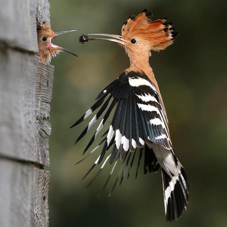 Mit seinem bunten Federkleid und dem auffälligen Schopf gilt der Wiedehopf als der Punker unter den heimischen Vogelarten.&nbsp;