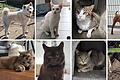 Schwer vermittelbare Fälle des Tierheims Schwebheim (von links oben nach rechts unten): Hund Haschiko, Kater Anusch, Kater Anton, Hund Zorro, Kater Cooper, Kater Aiden, Katze Frozen, Hund Merlin.