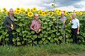 Noch stehen die Sonnenblumen in voller Blüte auf den Feldern. Nach der Ernte im Herbst werden die Kerne weiterverarbeitet, unter anderem zu &bdquo;Frankenöl&ldquo;. Die Erzeugergemeinschaft für Qualitätsgetreide und Sonnenblumenkerne Kitzingen und Umgebung stellt das regionale Speiseöl beim Ortstermin auf dem Feld von Burkard Graber (2. Vorsitzender) vor. Im Bild Burkard Graber, Geschäftsführer Rudolf Schaller, Gerd Düll (Leiter des Amtes für Ernährung, Landwirtschaft und Forsten) und Vorsitzender Herbert Pfriem.