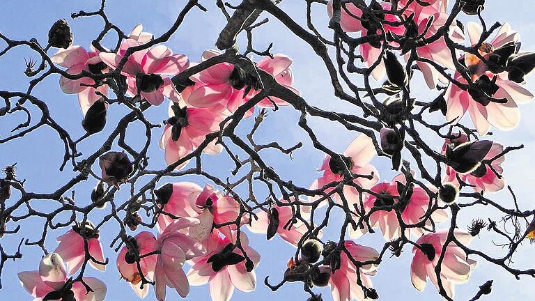 Blütenpracht: Auf dem Gelände des Landschaftsparks von Schloss Dennelohe erwarten die Besucher allein 45 verschiedene Magnolien-Arten.