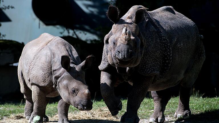 Nashorn-Mama Rapti gestorben       -  Nashorn-Mama Rapti (rechts) starb im Alter von 35 Jahren (Archivbild von 2016).