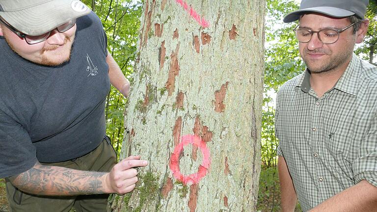 Revierleiter Phillip Theobald (rechts) hat sie deutlich markiert:&nbsp; die typischen Einfluglöcher des Eichenprachtkäfers.