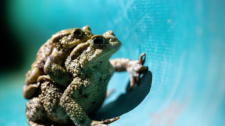 Helfer bei der Krötenwanderung       -  Helferinnen und Helfer müssen die Schutzzäune zweimal täglich kontrollieren und die Amphibien über die Straße tragen. (Foto Illustration)