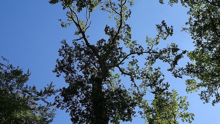 Blick in die Krone einer Eiche: Der Baum kümmert nach der langen Trockenperiode dahin.