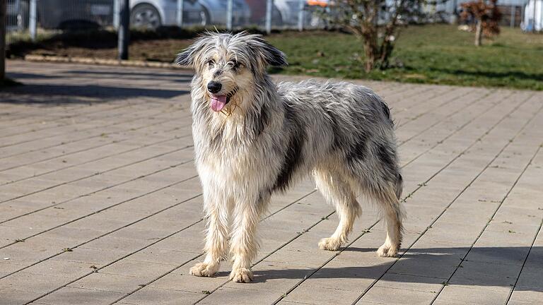 Australian-Shepherd-Mix Max sucht im zweiten Anlauf ein neues Zuhause.