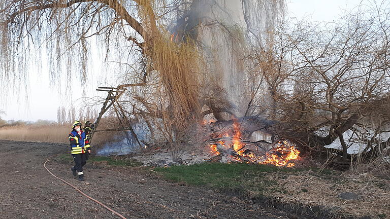 Die alte Trauerweide am Neuen See fiel einem Brandstifter zum Opfer.