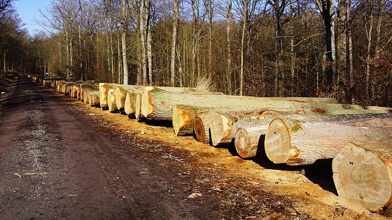 Der Wertholzlagerplatz der Forstbetriebsgemeinschaft Rimpar in der Nähe der Autobahnausfahrt Gramschatzer Wald. In Reih und Glied wurden die dicken und nummerierten Holzstämme gelagert.