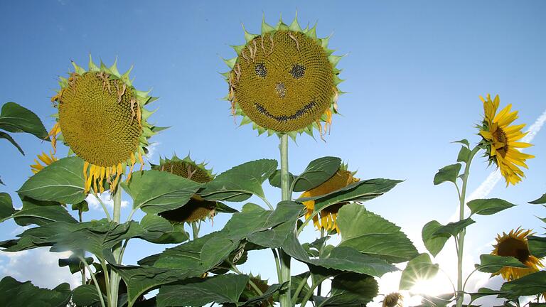 Sonnenblumen auf einem Feld: Das Foto steht symbolisch für den Stimmengewinn der Grünen bei der Kitzinger Kreistagswahl.