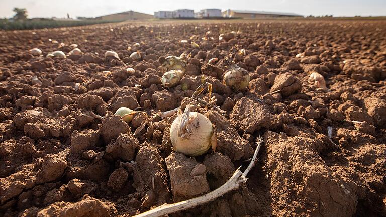 Zu wenig Regen: Weil die Zwiebeln nicht groß genug geworden sind, werden sie auf einem Feld in Unterpleichfeld im September 2022 nicht geerntet.