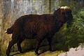 Heinrich von Zügel: Braunes Schaf im Profil, 1870er-Jahre, Öl auf Leinwand. Privatbesitz.