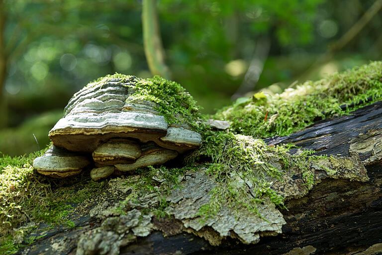 Ein Zunderschwamm, der vor allem Buchen und Birken befällt. Der Pilz wurde früher häufig zum Feuermachen verwendet, weil er einen Funken relativ leicht annimmt und ihn zu einer Glut entwickelt. Gibt man dann noch faserreiches Pflanzenmaterial dazu, entsteht bei genügender Belüftung sehr schnell eine Flamme.