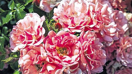 Rosa leuchtend: Die Weltrose Heidetraum zählt zu den Klassikern unter den Rosen. Rosa leuchtend: Die Weltrose Heidetraum zählt zu den Klassikern unter den Rosen.