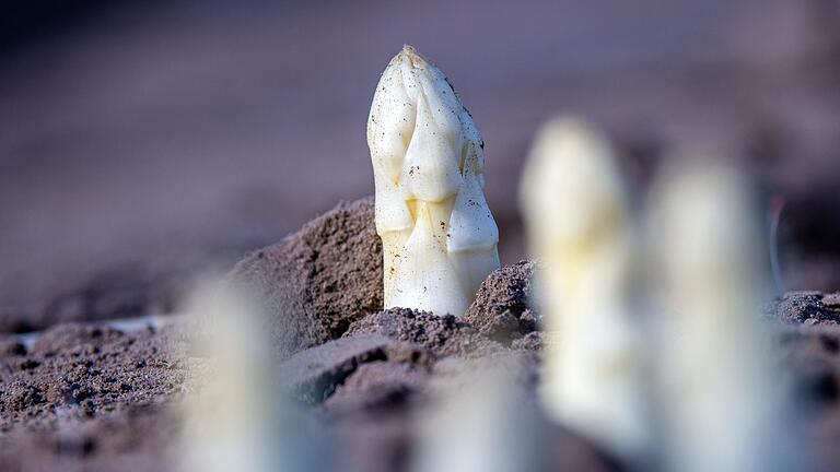 Wer Spargel im eigenen Garten anpflanzen will, braucht viel Geduld.