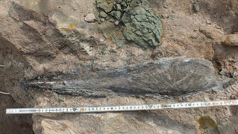 Etwa einen halben Meter lang und 230 Millionen Jahre alt ist der Unterkiefer eines Mastodonsaurus, den&nbsp;Mitarbeiter eines Steinbruchs im&nbsp;unterfränkischen Rauhenebrach freigelegt haben.&nbsp;