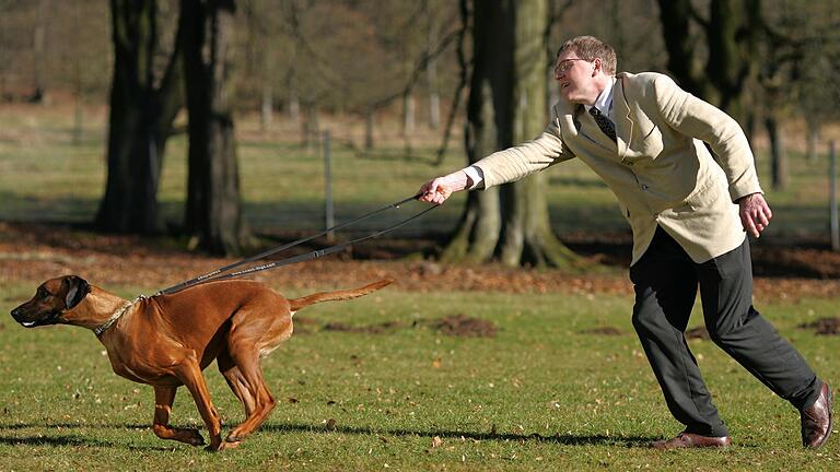 Hund zieht an der Leine.jpg       -  Wird der Welpe nicht von Anfang an erzogen, kann das insbesondere bei großen Hunden später zum Problem werden.