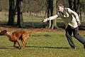 Hund zieht an der Leine.jpg       -  Wird der Welpe nicht von Anfang an erzogen, kann das insbesondere bei großen Hunden später zum Problem werden.