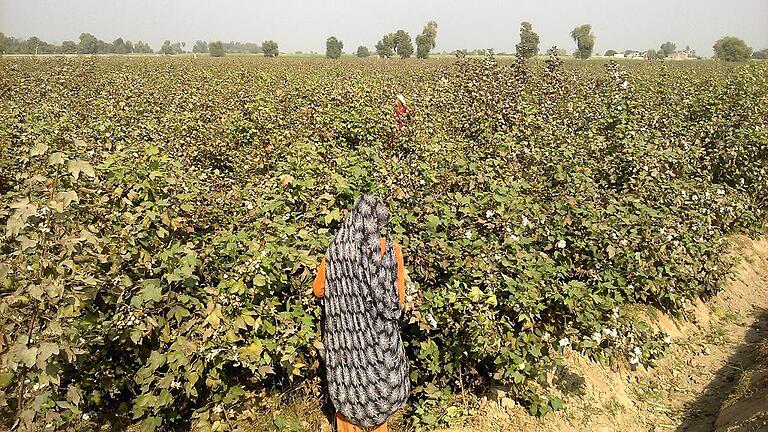 Fachleute vom Würzburger Lehrstuhl für Fernerkundung wollen den Wasserverbrauch beim Baumwollanbau in Pakistan senken. Foto: Muhammad Usman Fachleute vom Würzburger Lehrstuhl für Fernerkundung wollen den Wasserverbrauch beim Baumwollanbau in Pakistan senken. Foto: Muhammad Usman