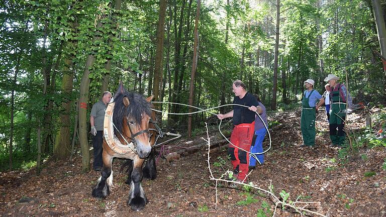 Wolfgang Küber mit Rückepferd Igor und einer Behindertengruppe aus Hohenroth im Wald in Oberelsbach im Biosphärenreservat Rhön im Jahr 2016. Wolfgang Küber mit Rückepferd Igor und einer Behindertengruppe aus Hohenroth im Wald in Oberelsbach im Biosphärenreservat Rhön im Jahr 2016.