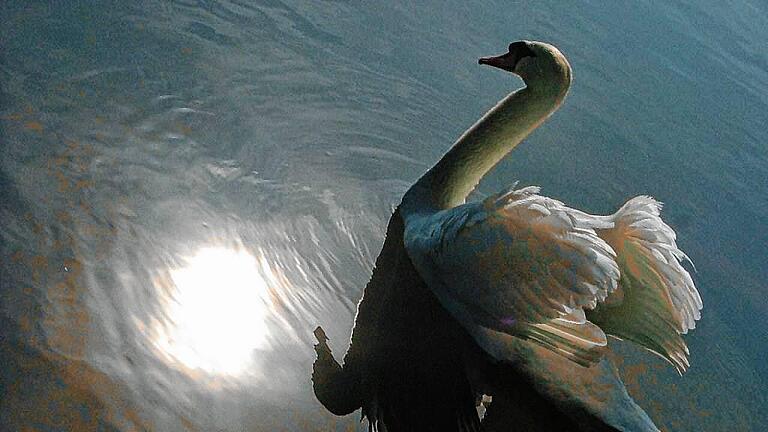 Schwan       -  Die Geflügelpest hat den Landkreis Main-Spessart erreicht: Bei Gemünden wurden ein toter, infizierter Schwan gefunden. Unser Symbolbild zeigt einen Schwan auf dem Main. Sechs weitere tote Schwäne werden derzeit untersucht.