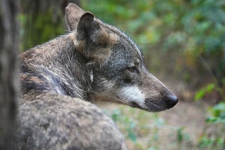 Die Einschätzungen von Jäger und Landesamt für Umwelt, ob ein Wolf (Symbolbild) bei Prappach ein Reh gerissen hat, gehen auseinander.