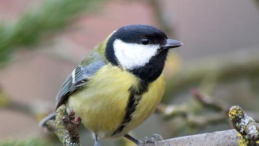 Platz 1 (Vorjahr: 1) Name: Kohlmeise (Meisen) Körperlänge: 14 Zentimeter Nahrung: Insekten, Larven, Spinnen; im Herbst: Samen, Beeren, Früchte, Nüsse; am Futterhaus: Sonnenblumenkerne, Erdnusskerne und Hanfsamen vor allem in Talg-Fett-Mischungen. Gesang: Der wiederholte Zweiklang der Kohlmeise ('ti-ta'), wird volkstümlich mit 'Früh-ling!'übersetzt. Sie imitiert zudem Gesänge anderer Meisen.