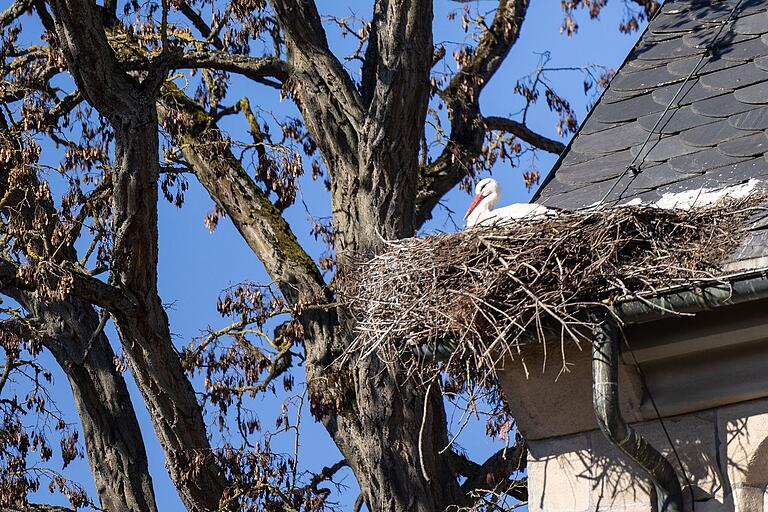 Hier nisten sie überall: Der Uehlfelder Storchen-Lehrpfad bringt den Besuchern 'Gevatter Storch' näher.
