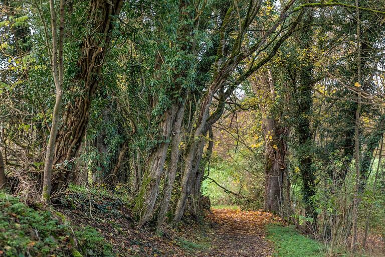 Ein Spaziergang durch den Wald bei Karlstadt bringt nicht nur den Stoffwechsel in Schwung, sondern ist zeitgleich auch noch erholsam. Ein Spaziergang durch den Wald bei Karlstadt bringt nicht nur den Stoffwechsel in Schwung, sondern ist zeitgleich auch noch erholsam.